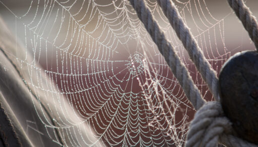 Spiderweb on boat
