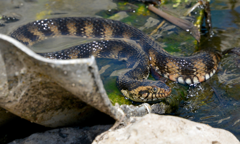 Water snake on metal surface