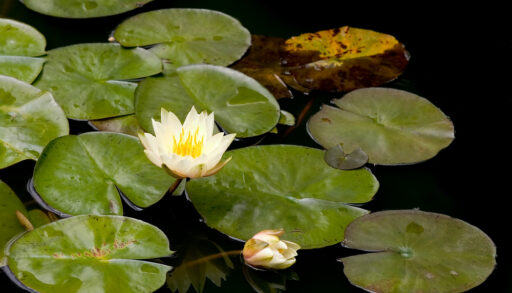 Water lilies in pond