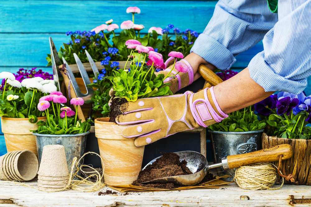 Gardner placing a flowers into a pot