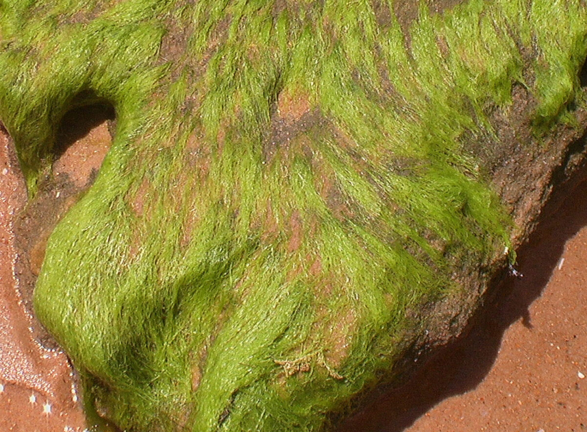 filamentous algae