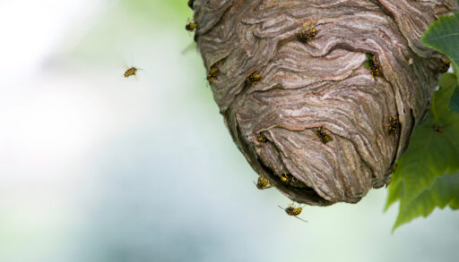 Wasp nest