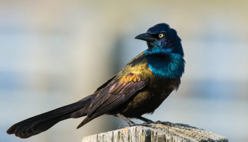 Close-up of a Common Grackle perched on a fencepost.