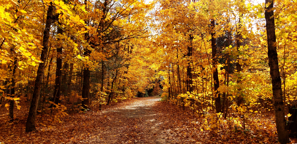 Sun shining through a forest in autumn.