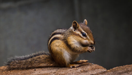 Chipmunk sitting on wood holding food.