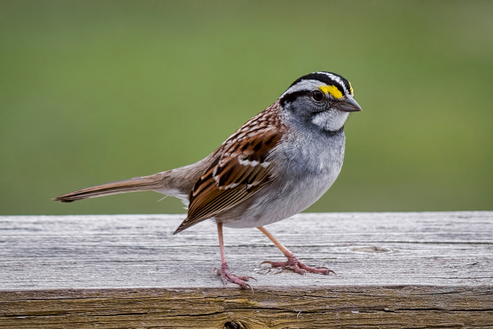 Close-up of a white-throated sparrow perched on a wooden fence.