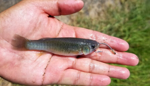 Person holding a minnow attached to a fishhook.
