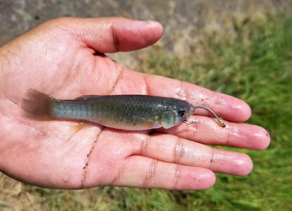 Person holding a minnow attached to a fishhook.