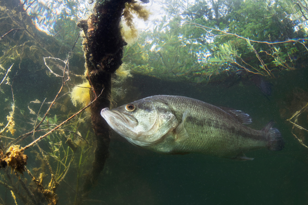 Close-up of a largemouth bass underwater in a lake.