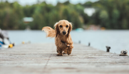 Weiner dog walking on a cottage dock.
