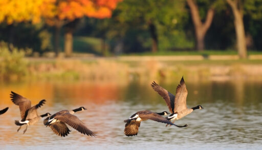 Flock of Canada Geese fly over a lake.