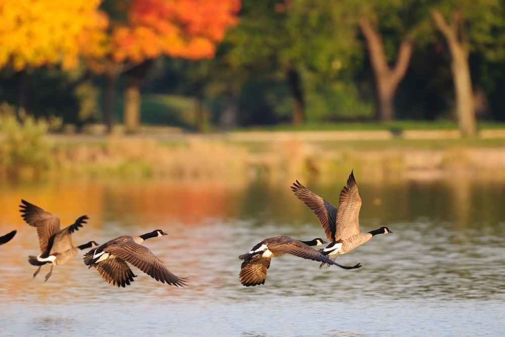 Flock of Canada Geese fly over a lake.