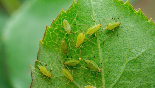 Close-up of green aphids on a green leaf.
