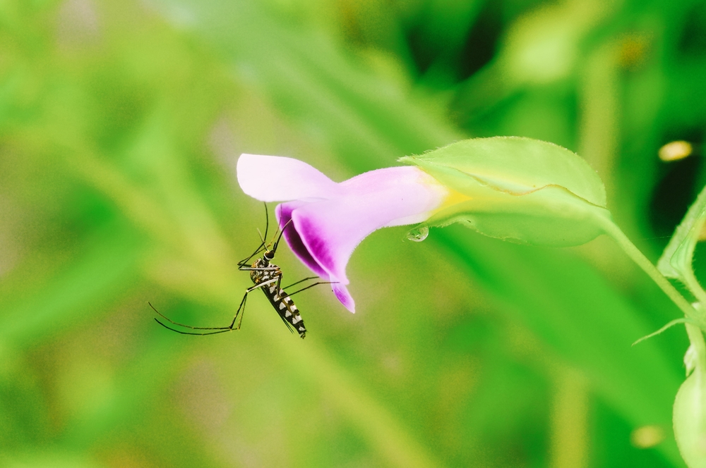Male Aedes mosquito drinking nectar from a flower.