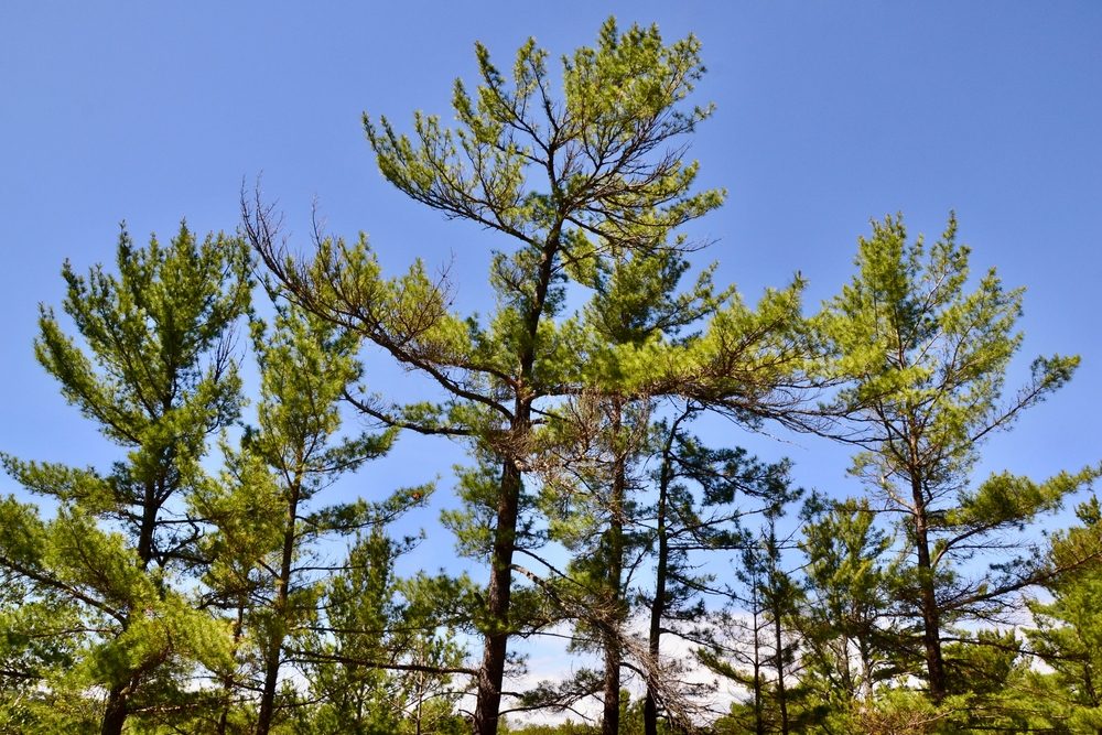 A group of Eastern white pine trees against a blue sky.