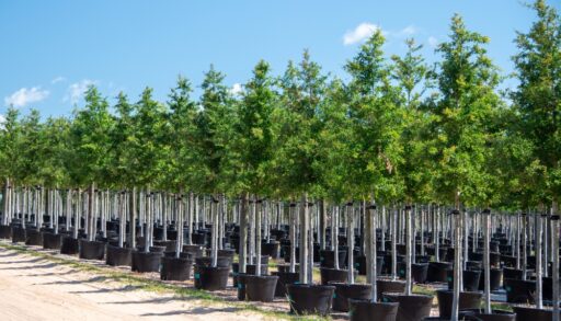 Rows of potted deciduous trees.