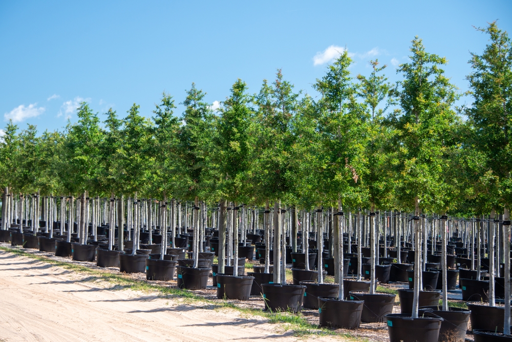 Rows of potted deciduous trees.