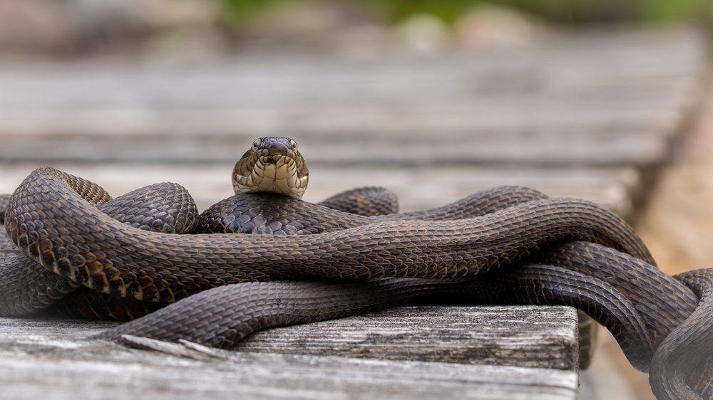Brown northern water snakes lay on a dock.