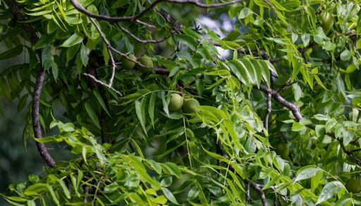 Close-up of green black walnuts growing on a black walnut tree.