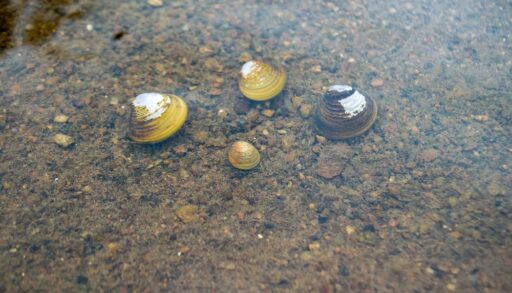 Freshwater clams underwater in a river.