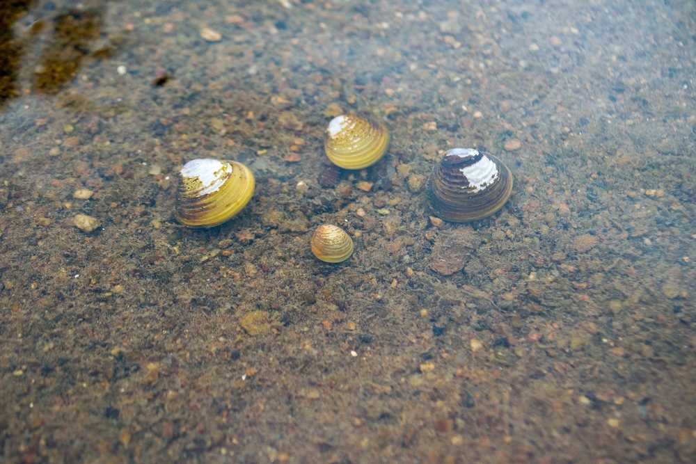 Freshwater clams underwater in a river.