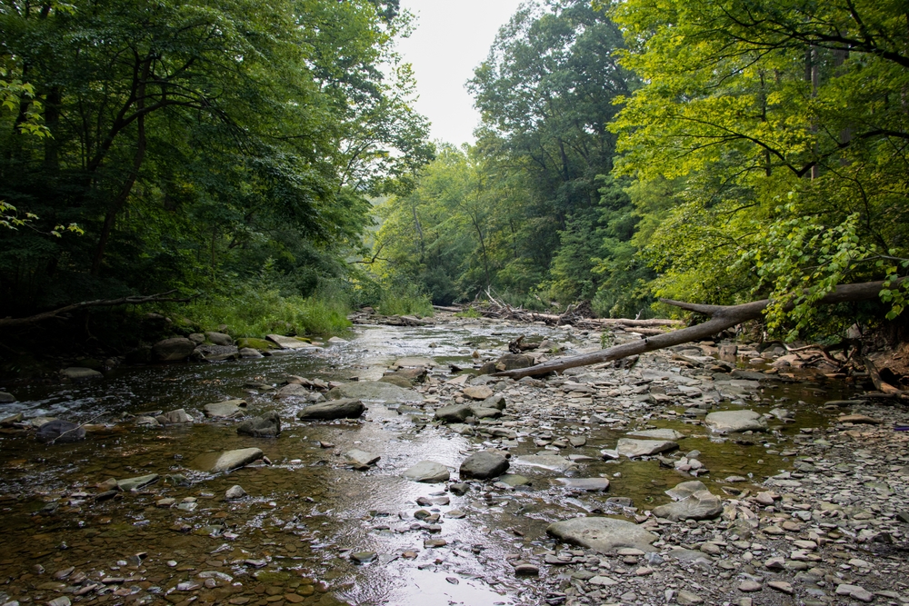 Shallow creek in the summer