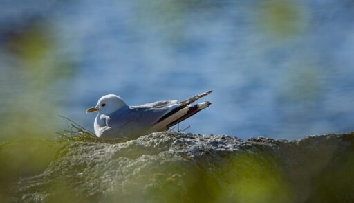 Mew gull nesting on a rock near water.