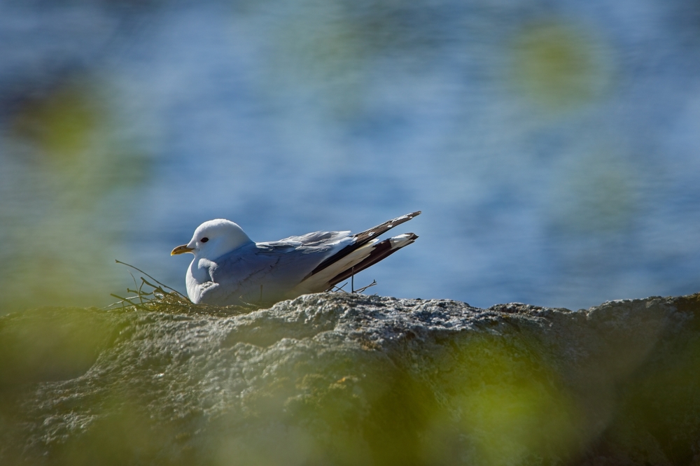 Mew gull nesting on a rock near water.