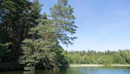 Leaning pine tree next to a lake.