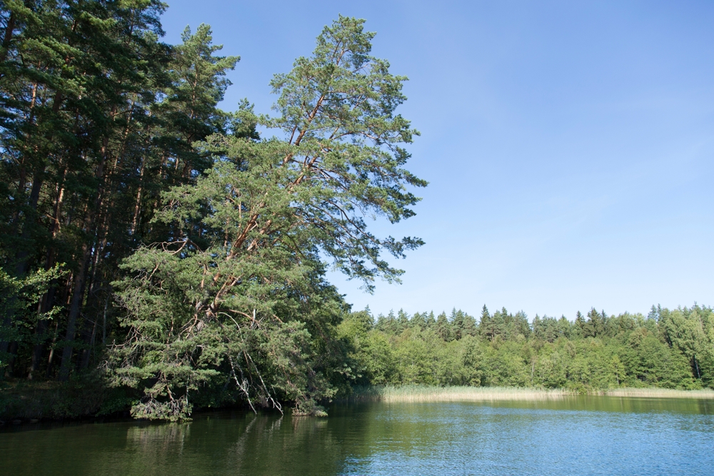 Leaning pine tree next to a lake.