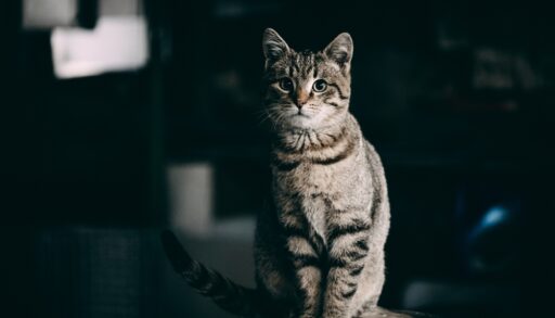 A grey cat sitting on a table.