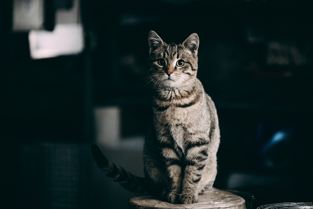 A grey cat sitting on a table.