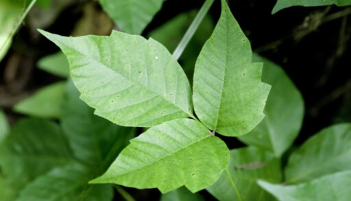 Close-up of poison ivy leaves.