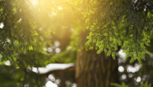 Close-up of needles on a hemlock tree with light shining through them.