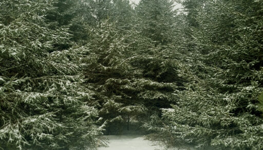 Balsam fir trees in winter.