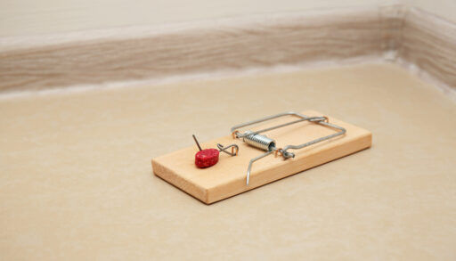 Close-up of a rat trap with poison.