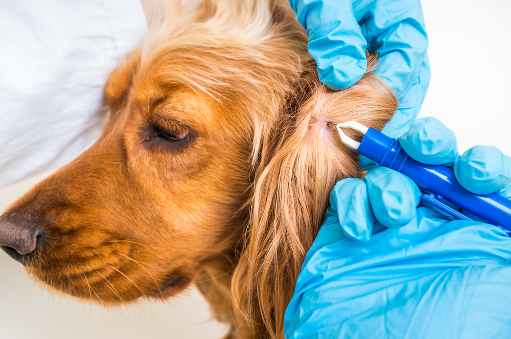 Person wearing latex gloves and using tweezers to remove a tick from a dog's ear.