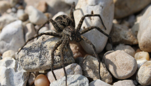 Dark fishing spider (Dolomedes tenebrosus) on stones in a creek.