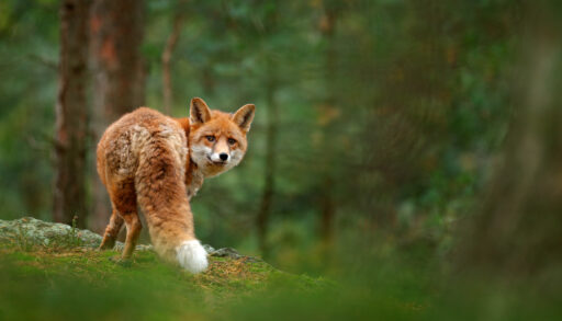 Fox in forest
