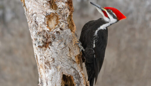 Close-up of a male pileated woodpecker on a tree.