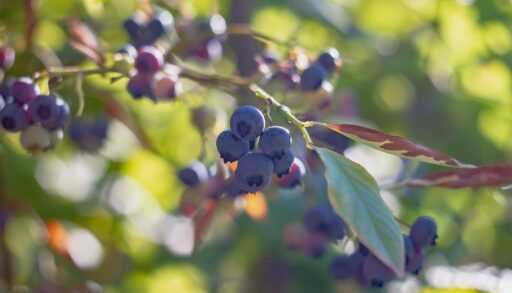 Close-up of wild blueberries hanging from a branch.