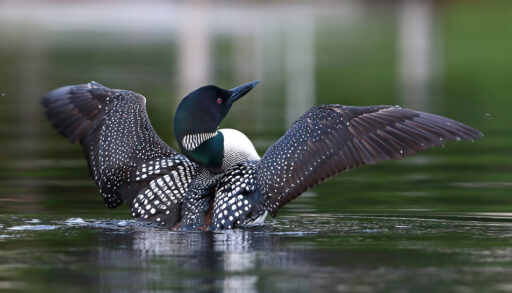 Common loon breaching the water and spreading its wings.