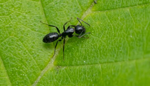 Close-up of a black carpenter ant on a green leaf.