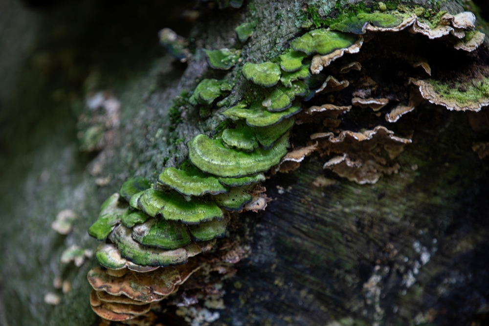 Close-up of green fungi along the base of a tree.
