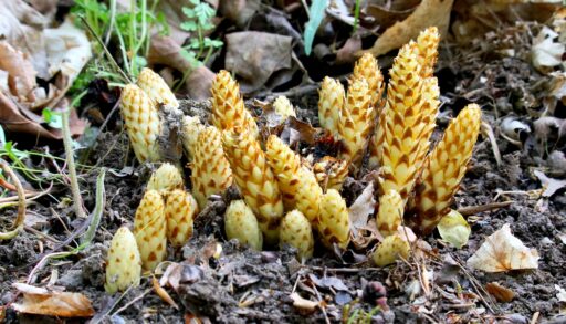 Yellow cancer root growing from the forest floor.