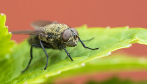 Close-up of a cluster fly on a leaf.