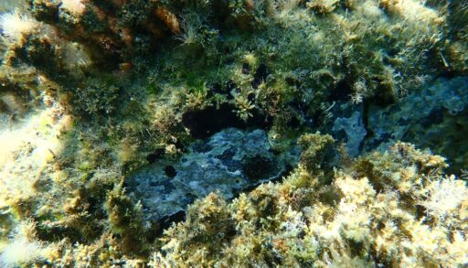 Overhead view of underwater bryozoans, or moss animals.