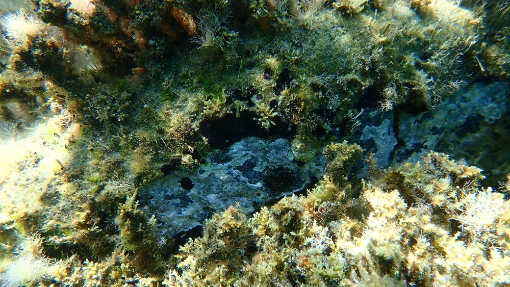 Overhead view of underwater bryozoans, or moss animals.