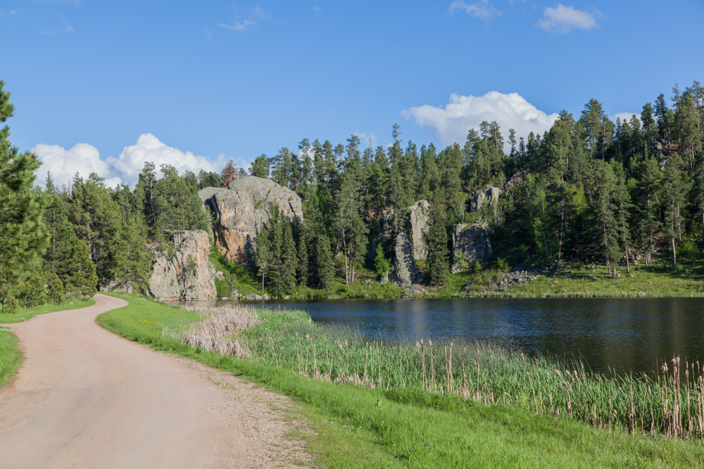 Dirt road in a forest running alongside a lake.