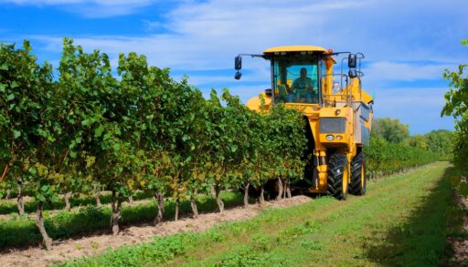 A machine harvesting grapes in a vineyard, Niagara on the Lake, Canada